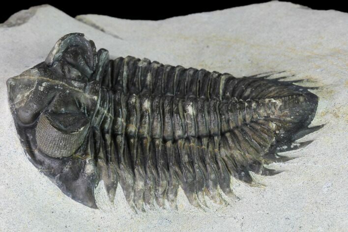 Coltraneia Trilobite Fossil - Huge Faceted Eyes #165852